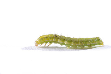 Green caterpillar on white background