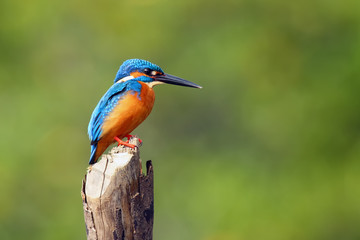 The common kingfisher (Alcedo atthis) also known as the Eurasian kingfisher, and river kingfisher sitting on the stake