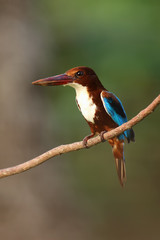 The white-throated kingfisher (Halcyon smyrnensis) also known as the white-breasted kingfisher or Smyrna kingfisher sitting on the branch