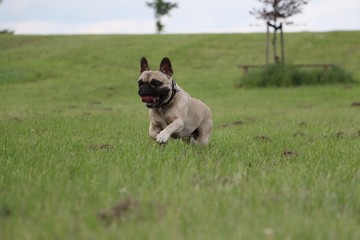 Obraz premium französische bulldogge läuft im garten und hat spaß