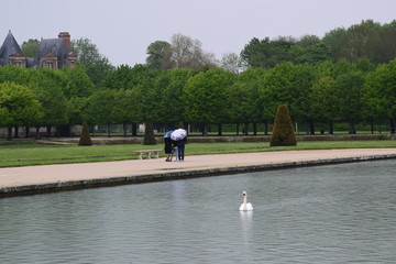 Obraz premium Umbrella and Swan
