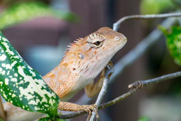 Female Oriental garden lizard (chordata: Sarcopterygii: reptilia: squamata: Agamidae: Calotes versicolor) climbing and crawling on a tree