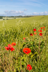 Poppies in the countryside