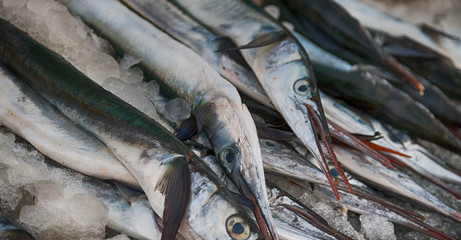   in oman market   fish