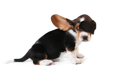 A side shot of a Basset Hound Puppy sitting on a white background with it's ears blowing across it's eyes