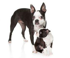 Boston Terrier Puppy standing under mom looking up at her