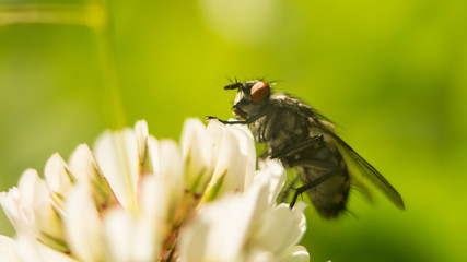 Flies on dandelion in macro photography. hite clover flower collecting pollen A four leaves clover