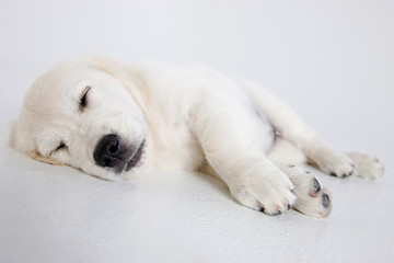 White Golden Retriever Puppy sleeping on a white background 