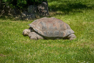 Fototapeta premium Turtle