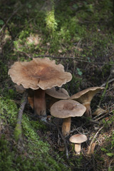 Little family of brown mushrooms in the moss. Tricholoma