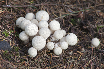 Little family of white mushrooms on a bed of pine needles. Lycoperdon perlatum. Gem-studded puffball. Devil's snuffbox.