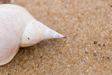 Alone white shell on a sand beach. Close-up.