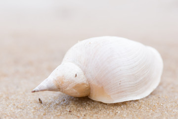 Alone white shell on a sand beach. Close-up.