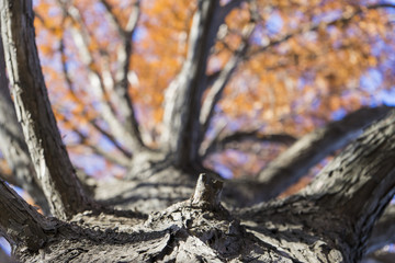 below the autumn tree/view from below a tree with autumn colored foliage and focus on the close bark and branches.