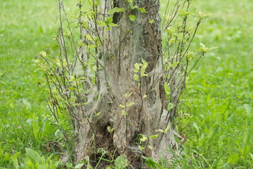 Gespinstmotte Yponomeutidae Plage Netz