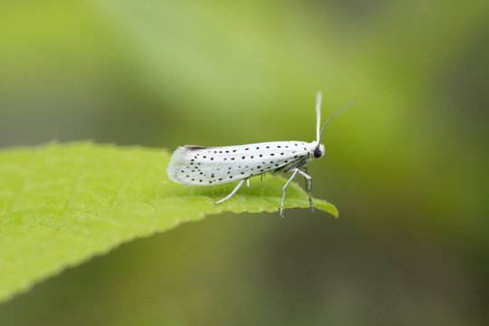 Gespinstmotte Yponomeutidae Plage Netz