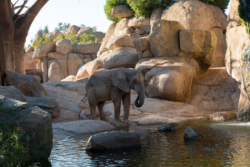 Beautiful African elephant