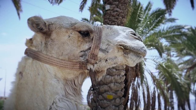 Close up head of camel on a background of a palm tree.