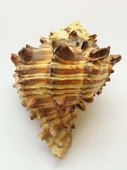 Beautiful exotic seashell on white background, closeup