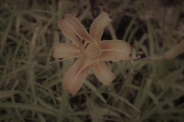 Obraz premium flower