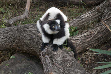 Black-and-white Ruffed Lemur Sitting On Tree Trunk © Martina