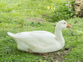 Gans