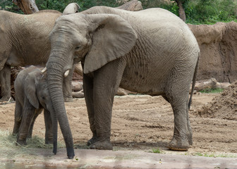 Elephant and Elephant Calf at the Waterhole