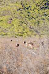  in south africa     wildlife   ostrich