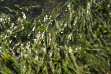 Bokeh blur for background