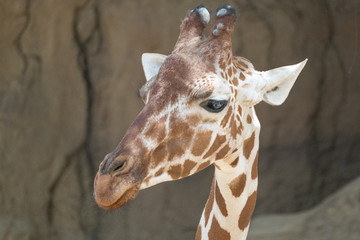 Giraffe Closeup
