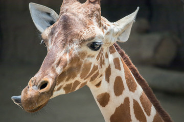 Giraffe Closeup