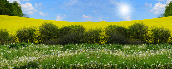 Fototapeta premium Spring wooden-steppe landscape