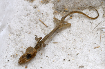 Dry dead baby house gecko on window stool