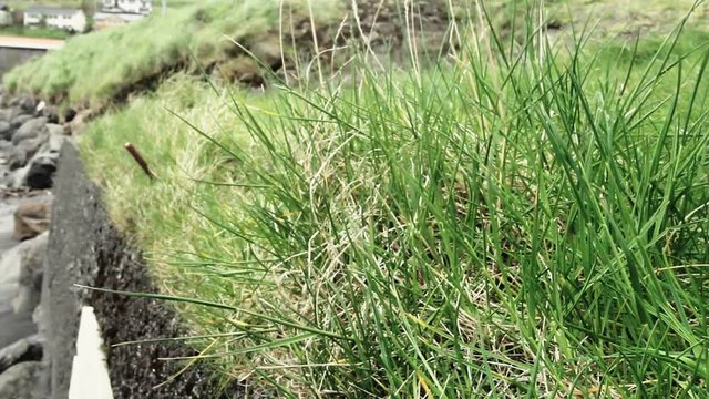 Wehendes Gras im Wind