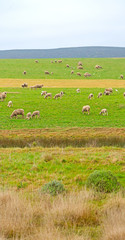 Fototapeta na wymiar in south africa plant land bush and sheep