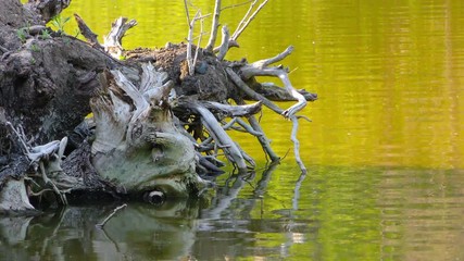 Green Lake Water Surface in Nature