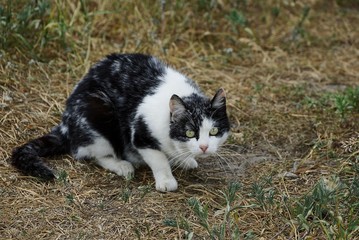Naklejka na ściany i meble Пятнистый дворовой кот сидит во дворе на траве