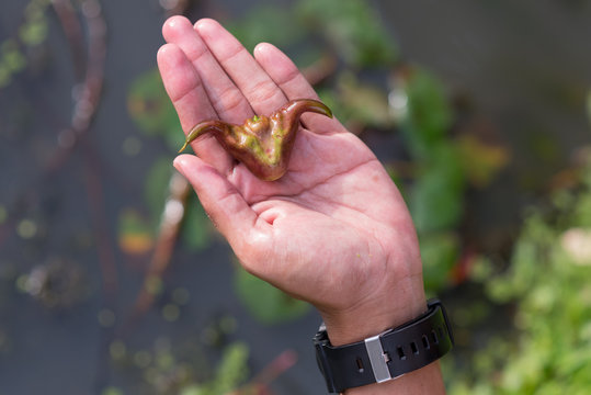Fresh water chestnut (caltrop) seed on the palm