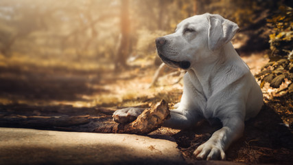 portrait eines weißen schönen labrador retriever hundes im wald