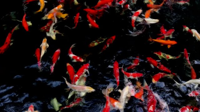 4k video, feeding food for variation colorful koi fish swimming in black background pond 