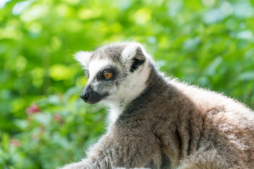 Naklejka na ściany i meble Lemur in Madagascar