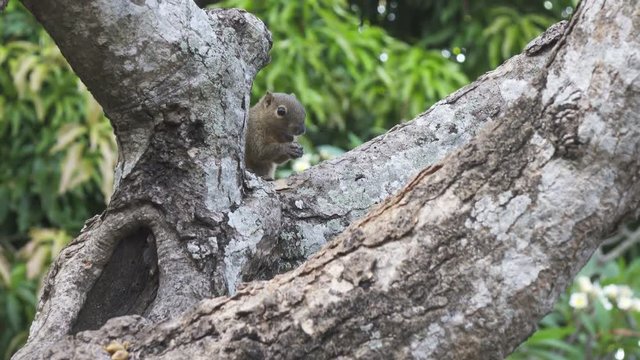 The common treeshrew eats nuts sitting on a tree