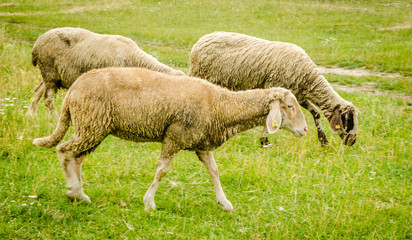 Obraz na płótnie Canvas Sheep grazing on the spring 