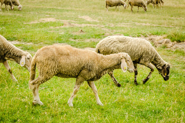 Naklejka na ściany i meble Sheep grazing on the spring 