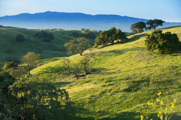 Obraz premium oaks grow on grassy hillsides, Santa Ynez Valley, California