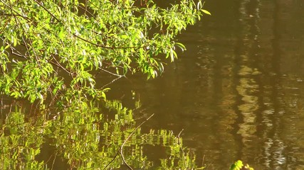 Green Lake Water Surface in Nature