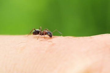  dangerous ant crawling on the skin of the hands
