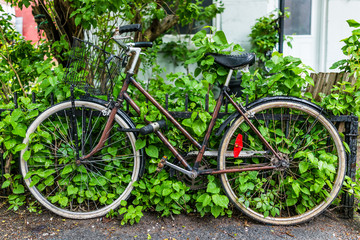 Fototapeta na wymiar Old vintage wet bicycle covered in water drops and attached to metal railing on sidewalk by garden during rain in Montreal, Canada