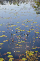 Lily Pads and Winter Water Lily Skeletons in a Swamp