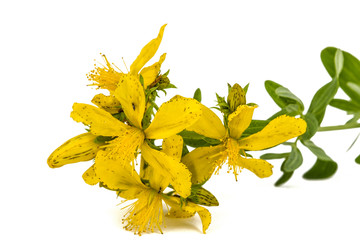 Flowers  of St. John's wort (Hypericum perforatum), isolated on white background